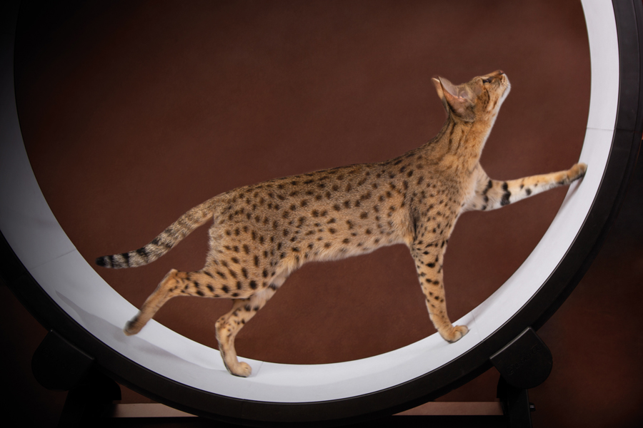 Savannah F2 in kattenloopwiel